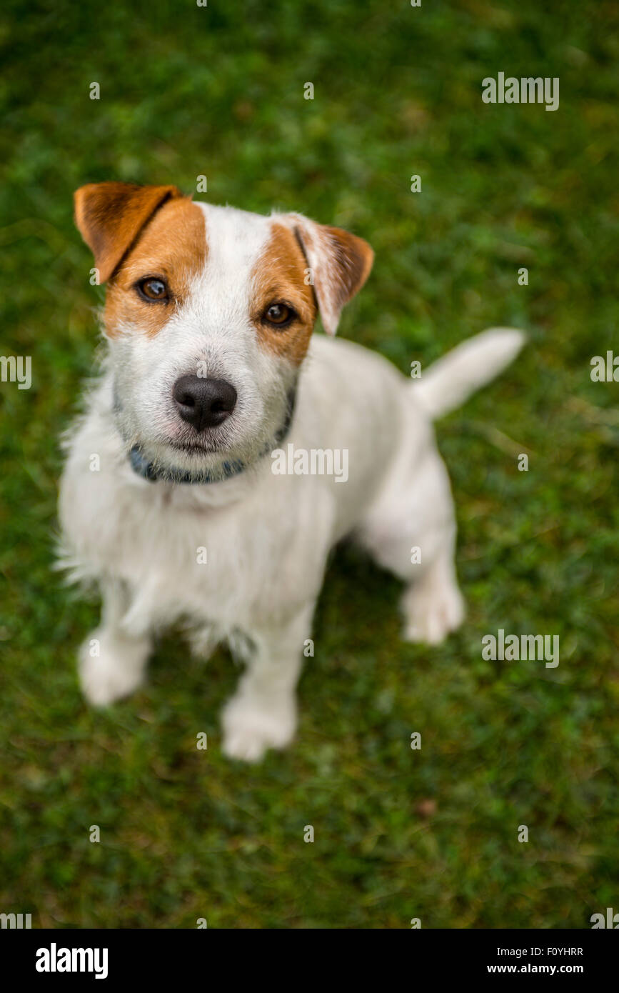 Jack Parson Russell Terrier puppy dog pet, tan rough coated, outdoors in park while playing