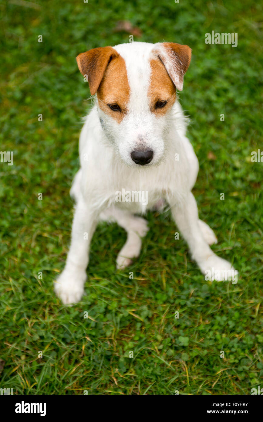 Jack Parson Russell Terrier puppy dog pet, tan rough coated, outdoors