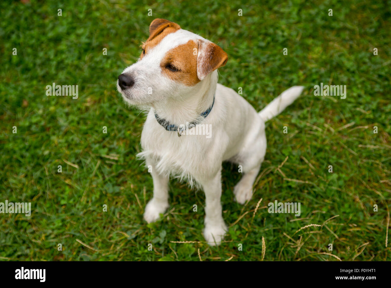 Jack Parson Russell Terrier puppy dog pet, tan rough coated, outdoors