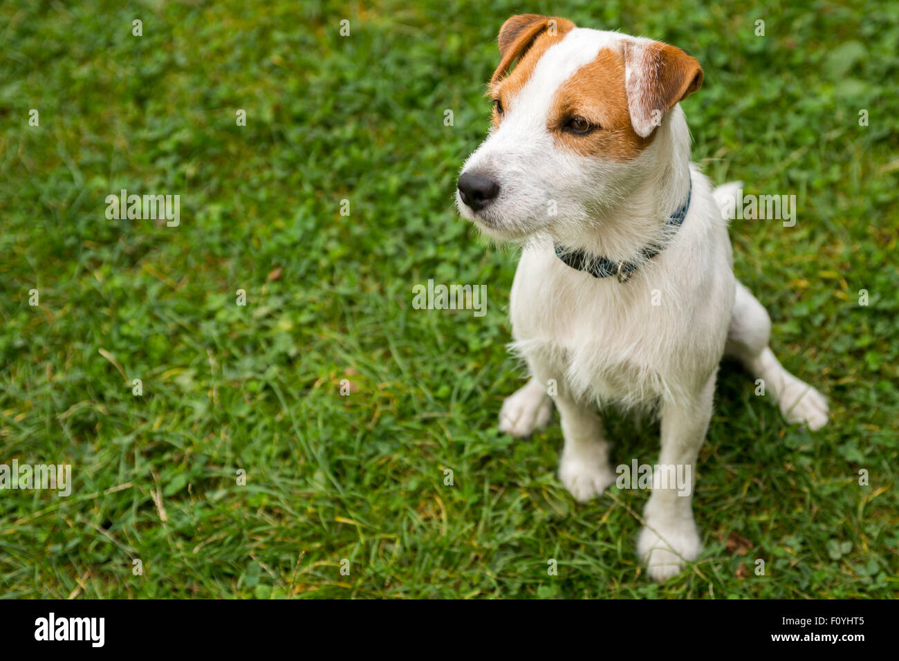 Jack Parson Russell Terrier puppy dog pet, tan rough coated,  outdoors in park while playing Stock Photo