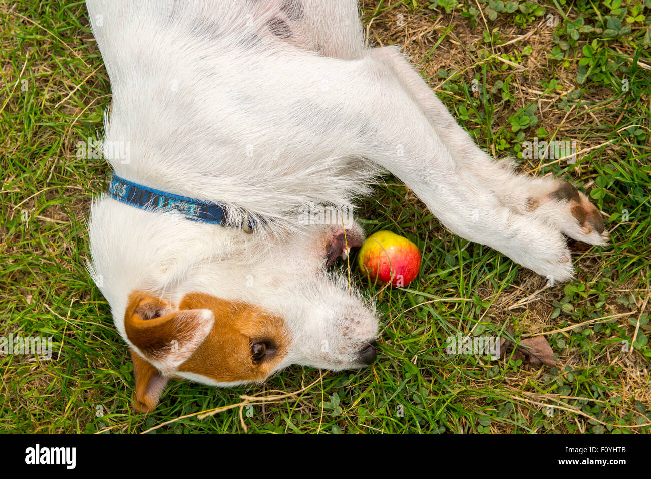 Dog with apple in mouth hi-res stock photography and images - Alamy