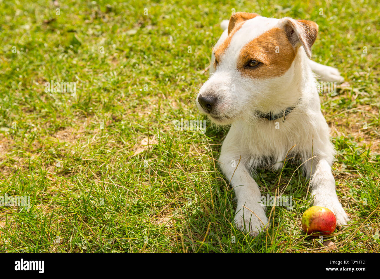Jack Parson Russell Terrier puppy dog pet, tan rough coated, outdoors