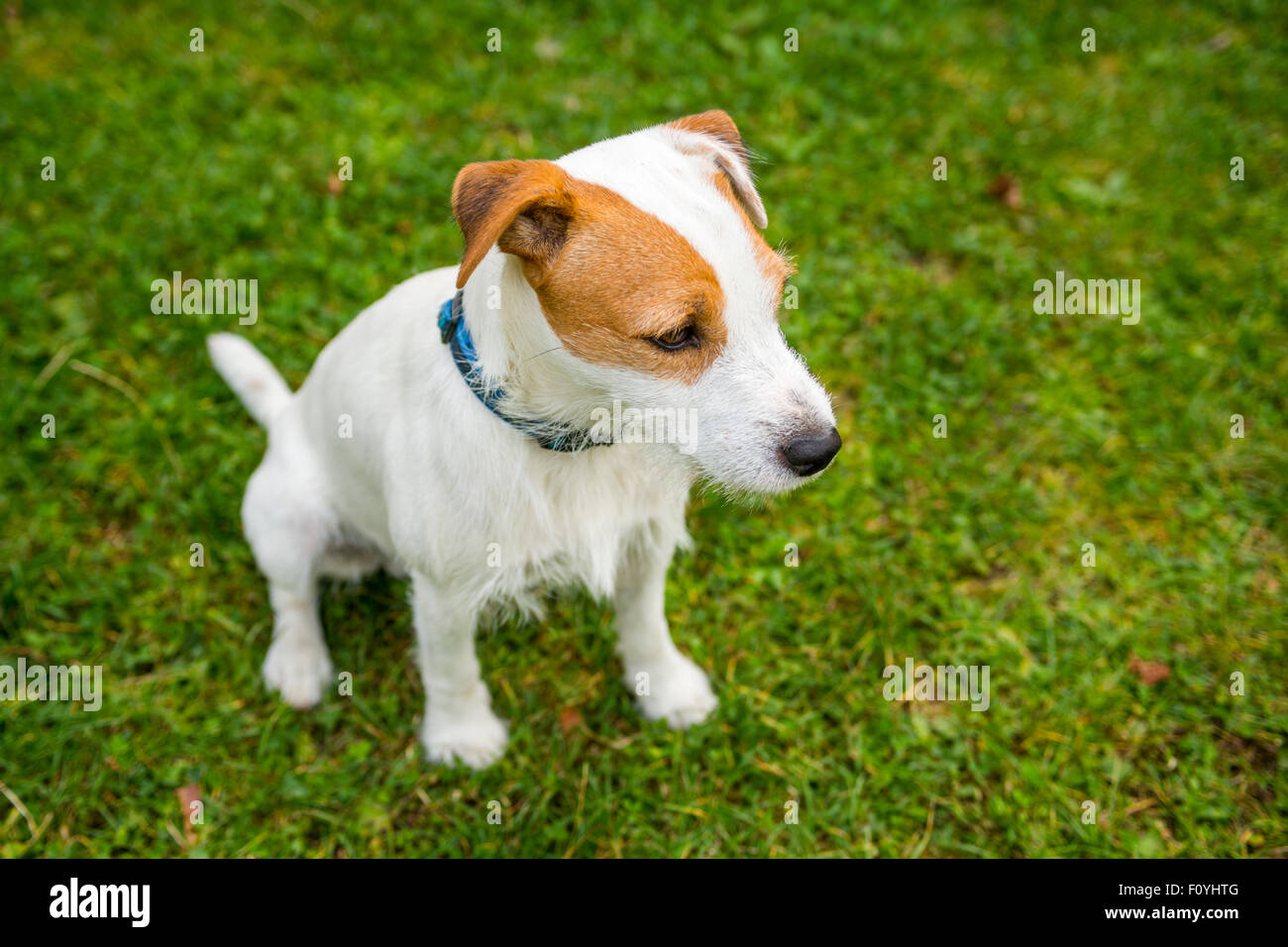 Jack Parson Russell Terrier puppy dog pet, tan rough coated, outdoors in park while playing
