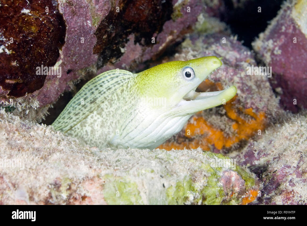 FACE VIEW OF MORAY EEL MOUTH OPEN Stock Photo Alamy