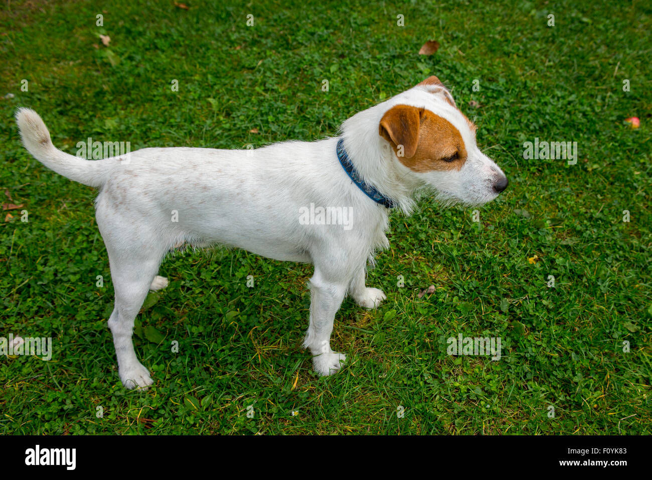Jack Parson Russell Terrier puppy dog pet, tan rough coated, outdoors