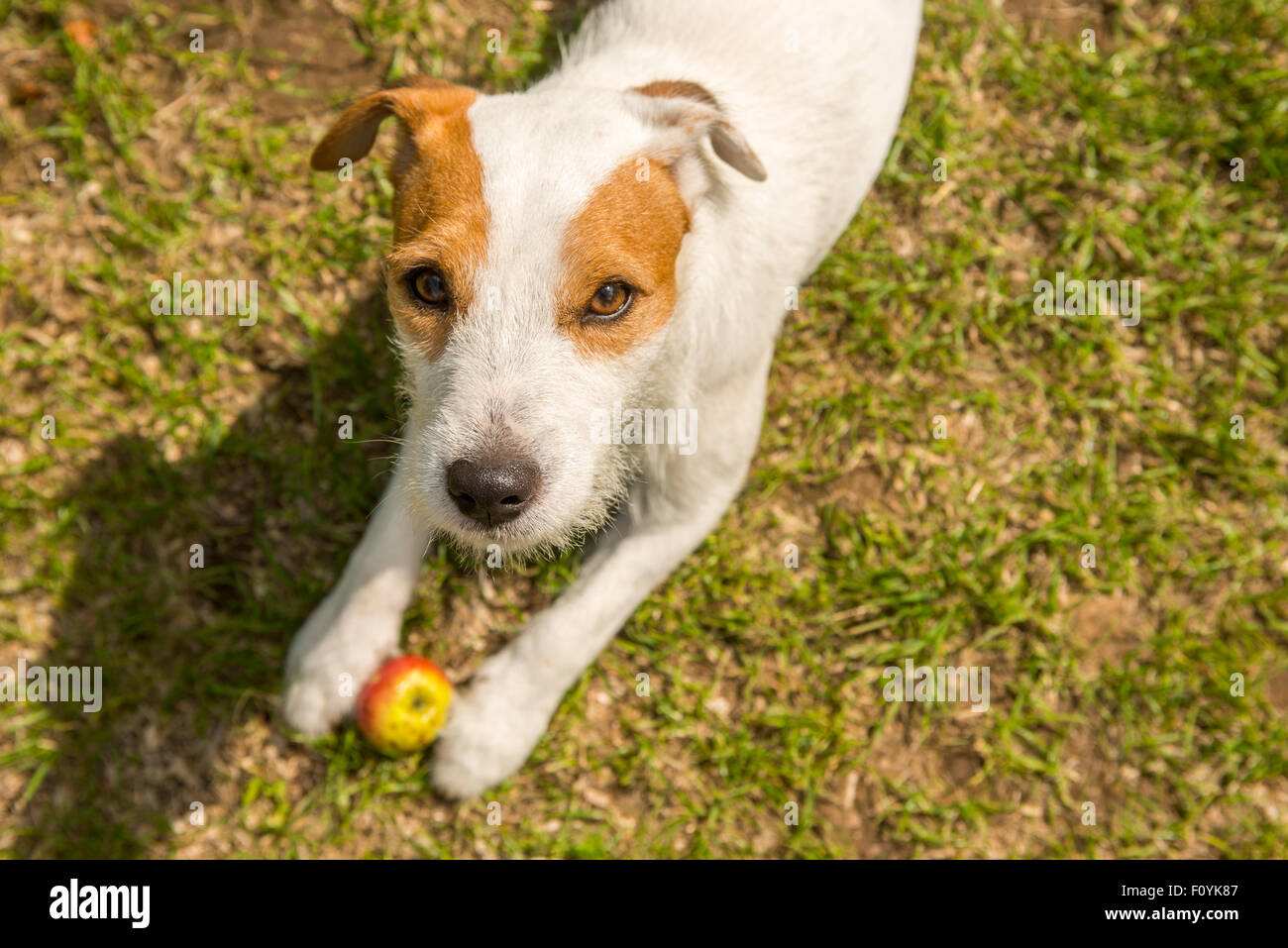 Jack Parson Russell Terrier Puppy Dog Pet Tan Rough Coated Outdoors jack-parson-russell-terrier-puppy-dog-pet-tan-rough-coated-outdoors