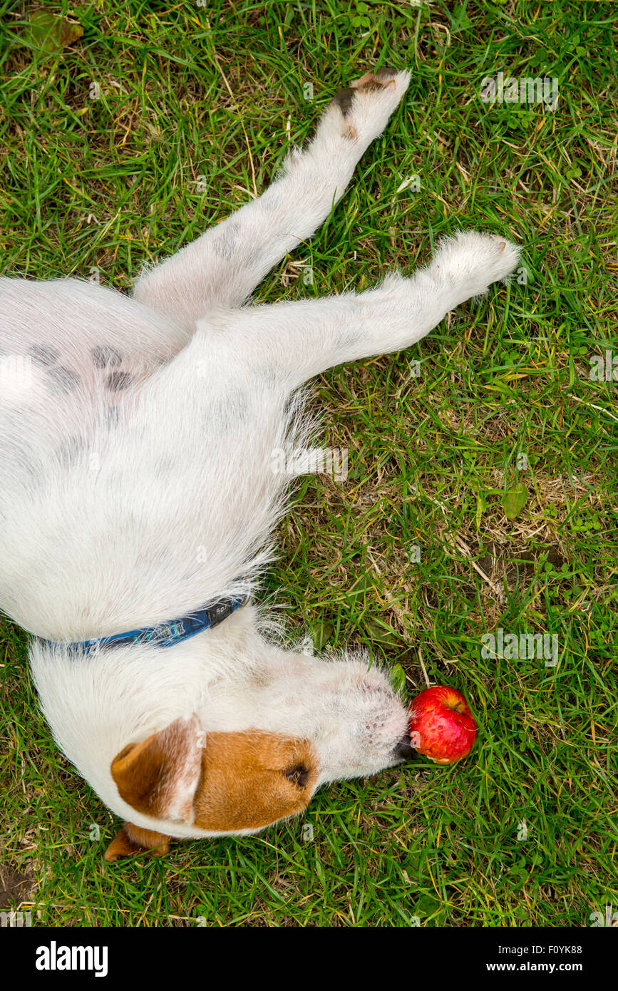 Jack Parson Russell Terrier puppy dog pet, tan rough coated, outdoors