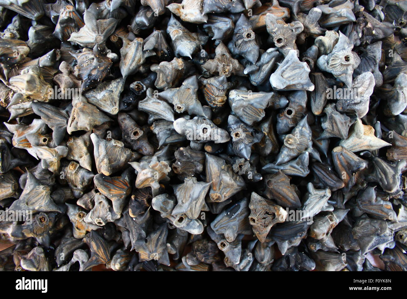 Pile of water caltrops Stock Photo