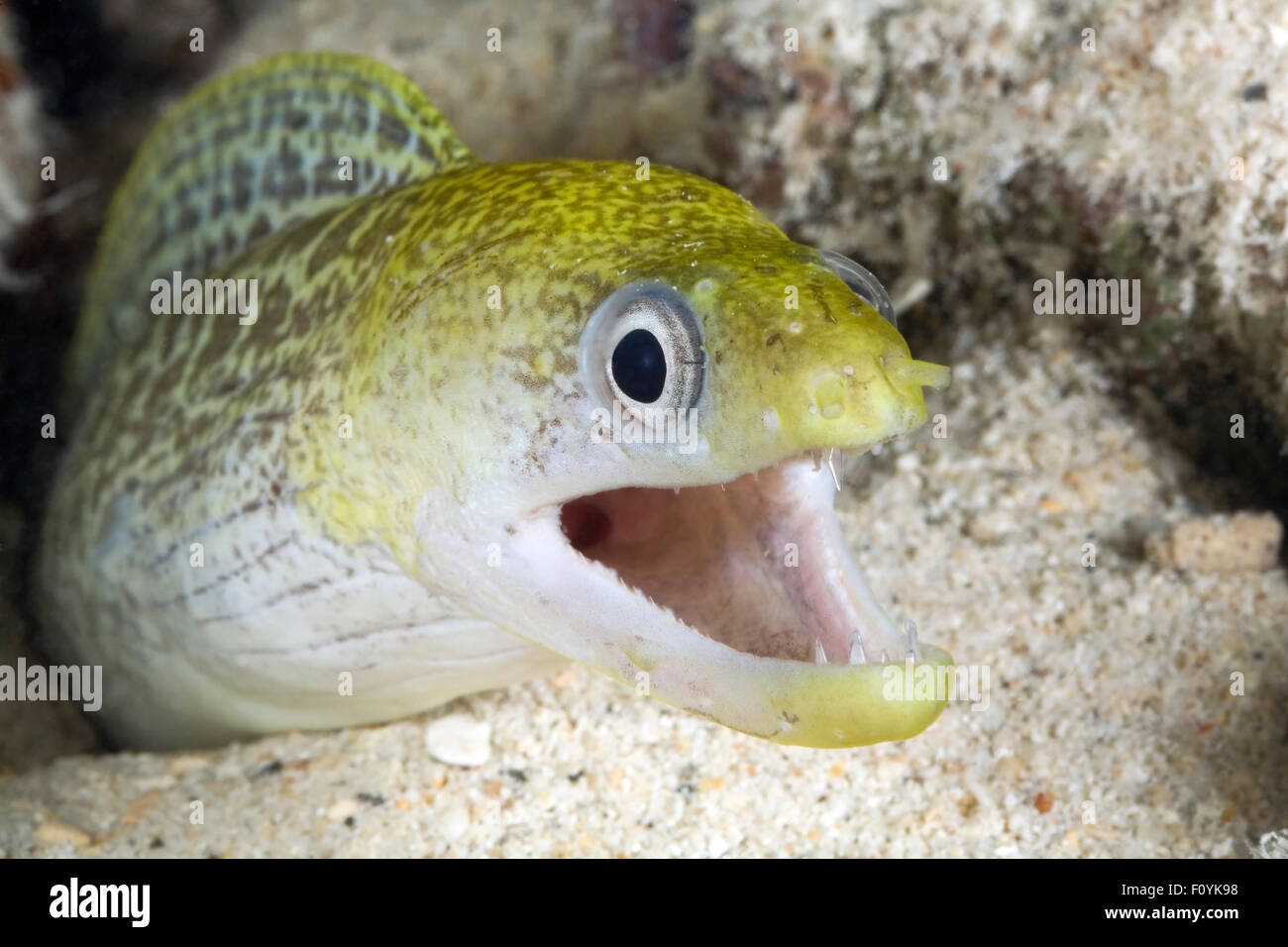 CLOSEUP VIEW OF MORAY EEL MOUTH OPEN Stock Photo Alamy