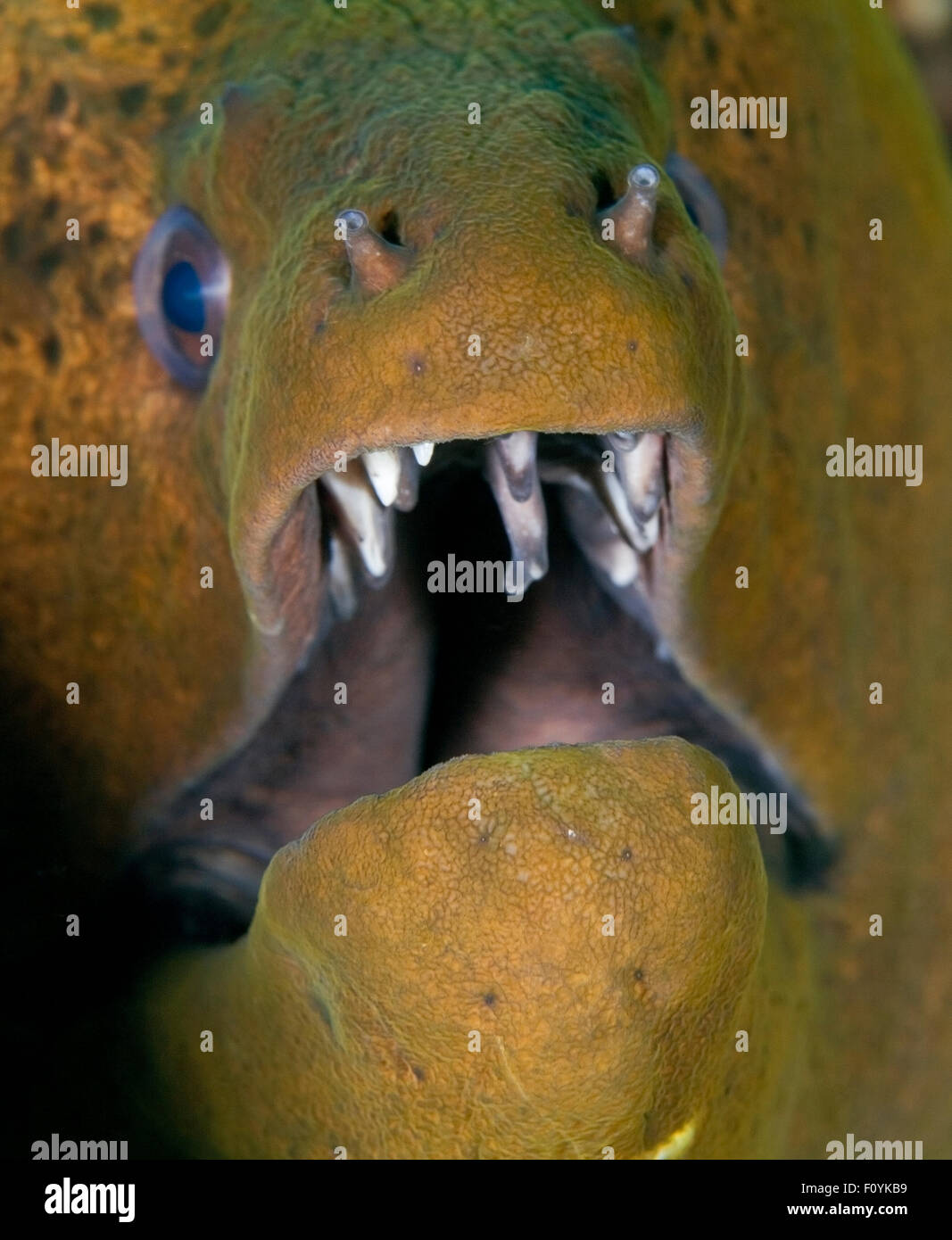 VERY CLOSEUP VIEW OF MORAY EEL MOUTH OPEN Stock Photo Alamy