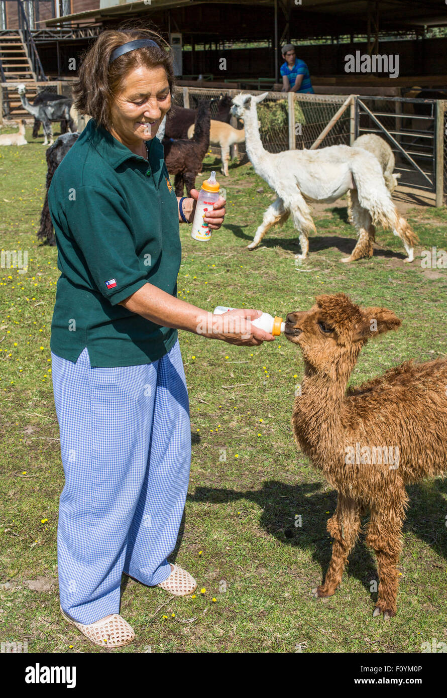 Woman feeds baby Alpaca with bottle, Llay Llay, Central Chile Stock Photo