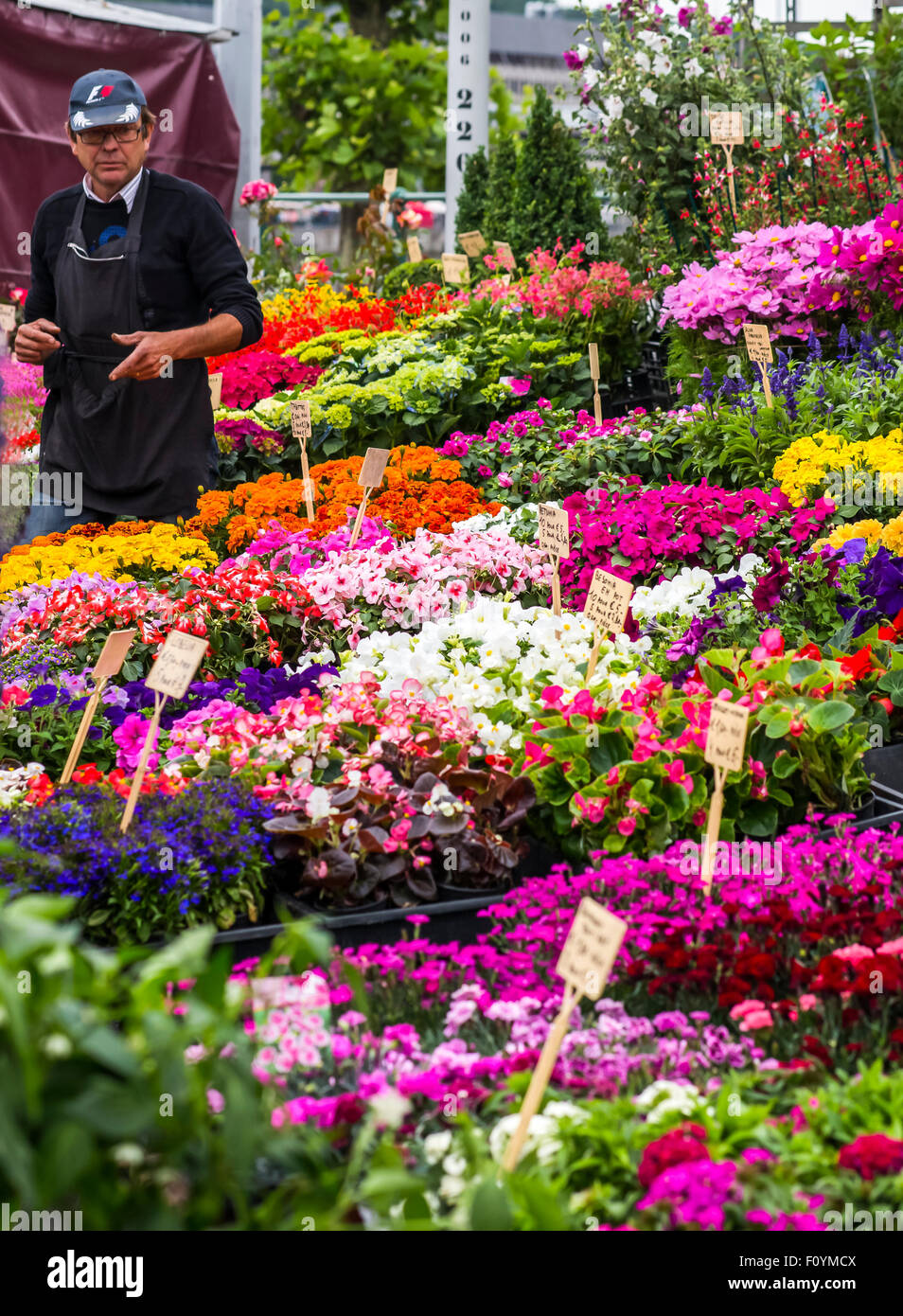Flower stalls at the La Batte Sunday market in Liege, Belgium Stock Photo