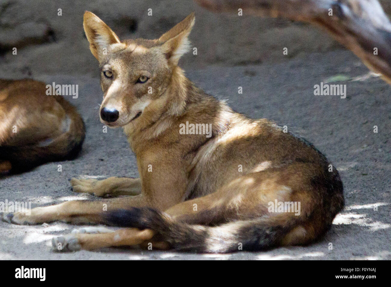 El Ocotal, Honduras. 23rd Aug, 2015. A coyote is seen at the animal recue center 'El Ocotal' near Sabanagrande, Francisco Morazan department, Honduras, on Aug. 23, 2015. © Rafael Ochoa/Xinhua/Alamy Live News Stock Photo