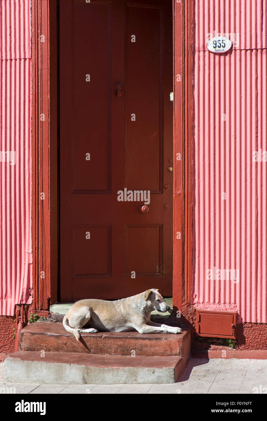 Dog in colorful doorway, Valparaiso, Chile Stock Photo