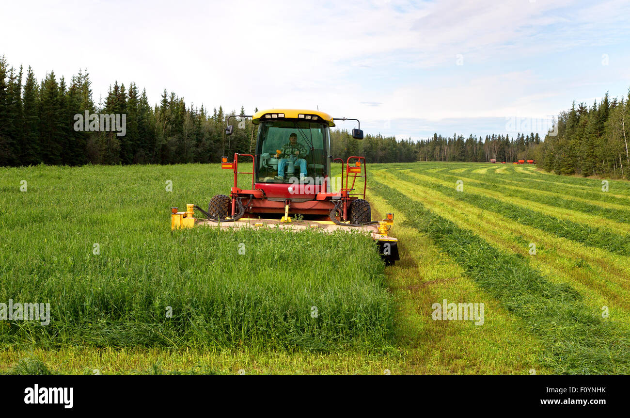 Farmer operating New Holland HW345 Mower Conditioner harvesting crop. Stock Photo