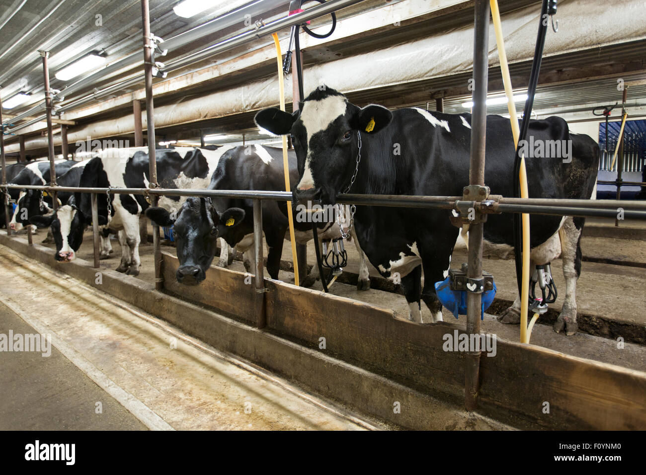 Holstein Dairy, milking parlor. Stock Photo