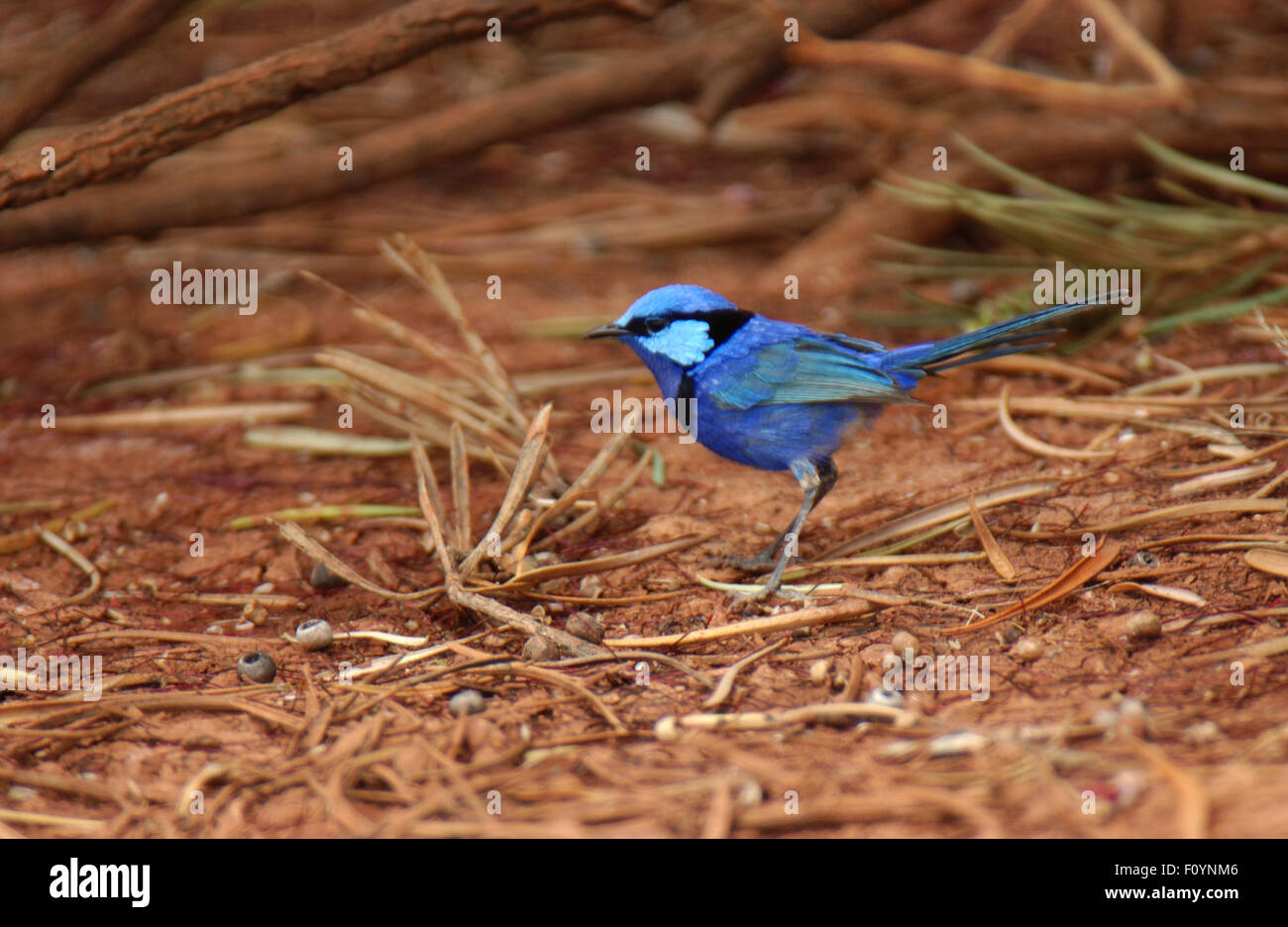 Splendid Fairy Wren (Malurus splendens) Stock Photo