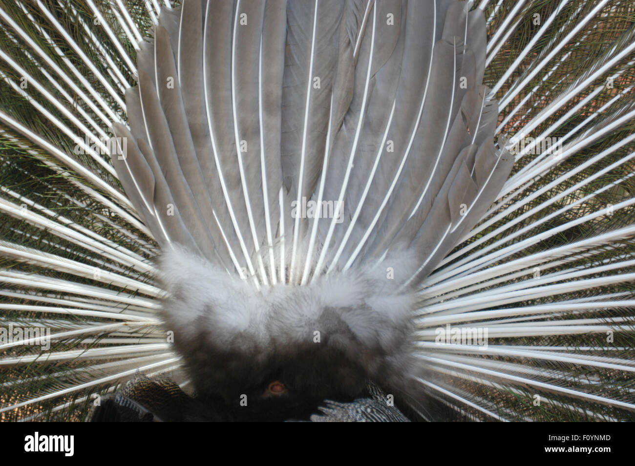 Rear view bird hi res stock photography and images Alamy Rear view bird hi res stock photography and images Alamy