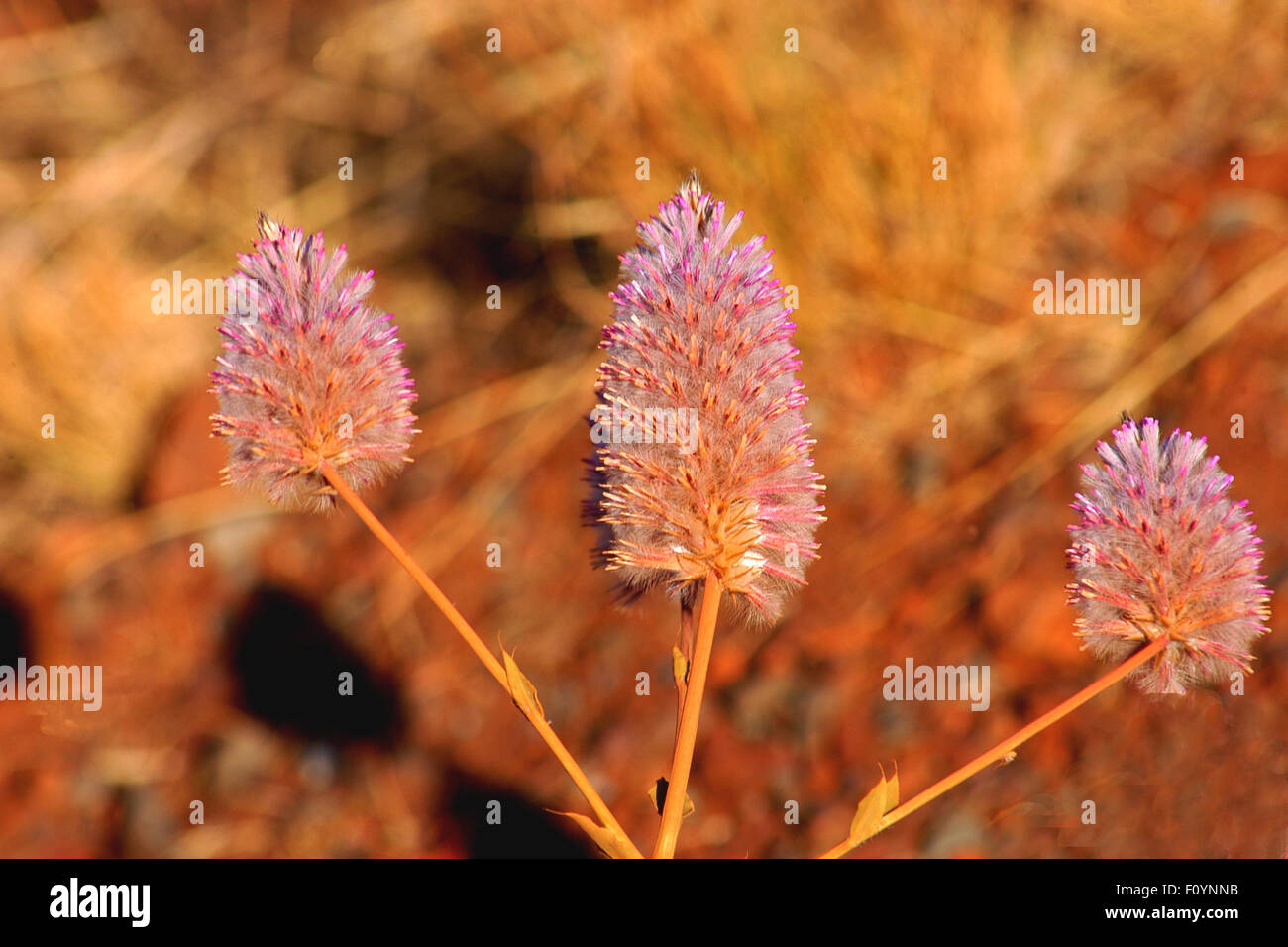 Pink Mulla Mulla (Ptilotus) native to drier mainland Australia. Stock Photo