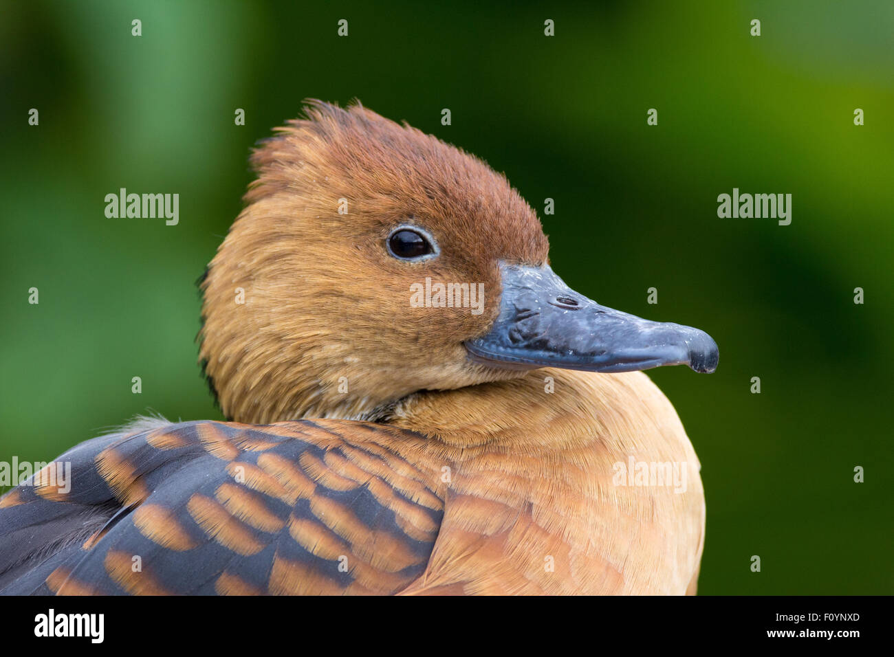 Fulvous whistling duck Stock Photo