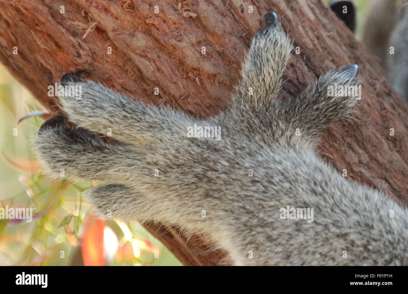 Claws and paw of a Koala (Phascolarctos cinereus) in a tree in Stock