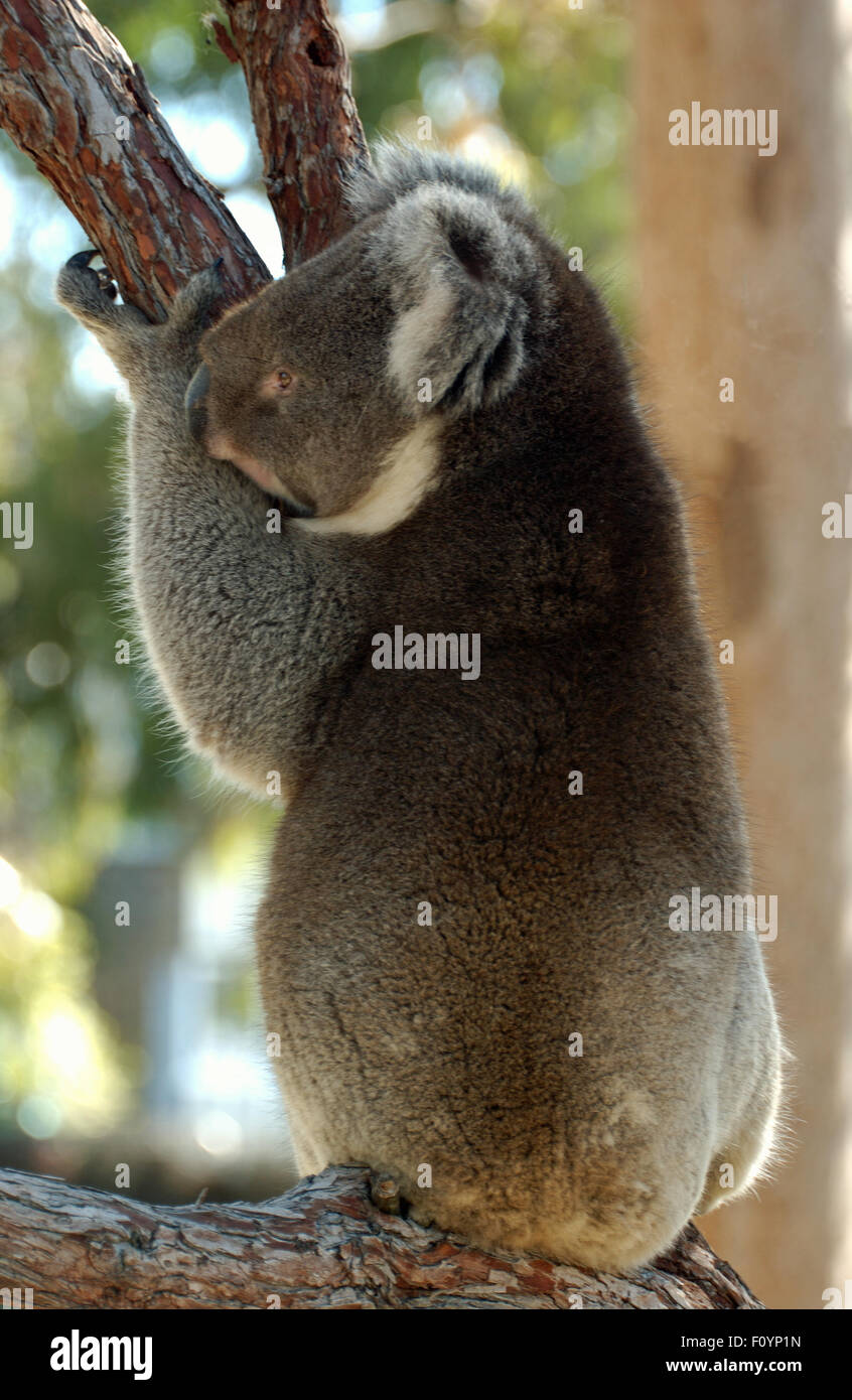 Koala (Phascolarctos cinereus) Western Australia Stock Photo