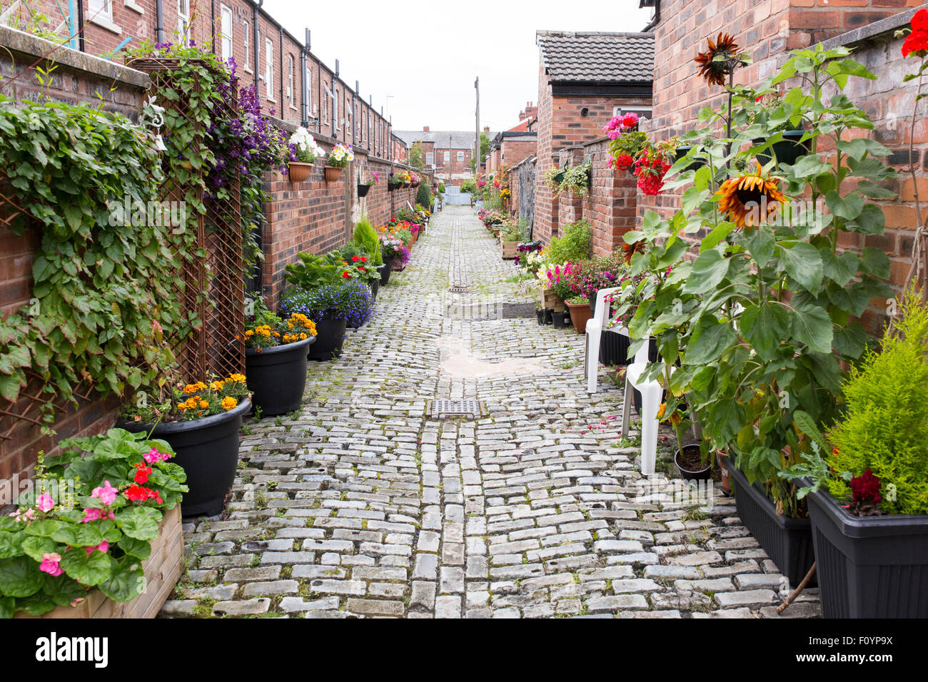alley garden in Manchester Stock Photo Alamy