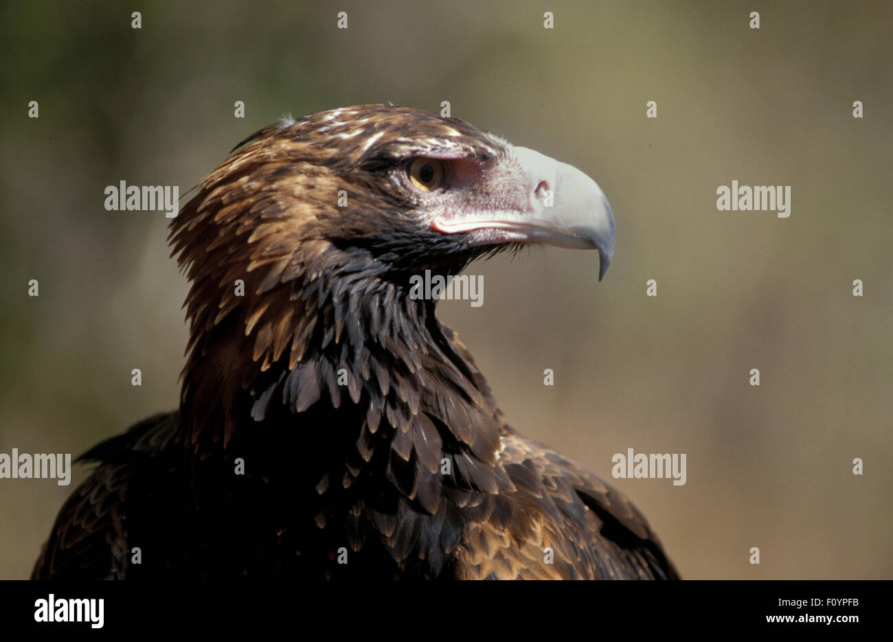 Head shot of an Australian Wedge-tailed eagle (Aquila audax) Western Australia. Stock Photo