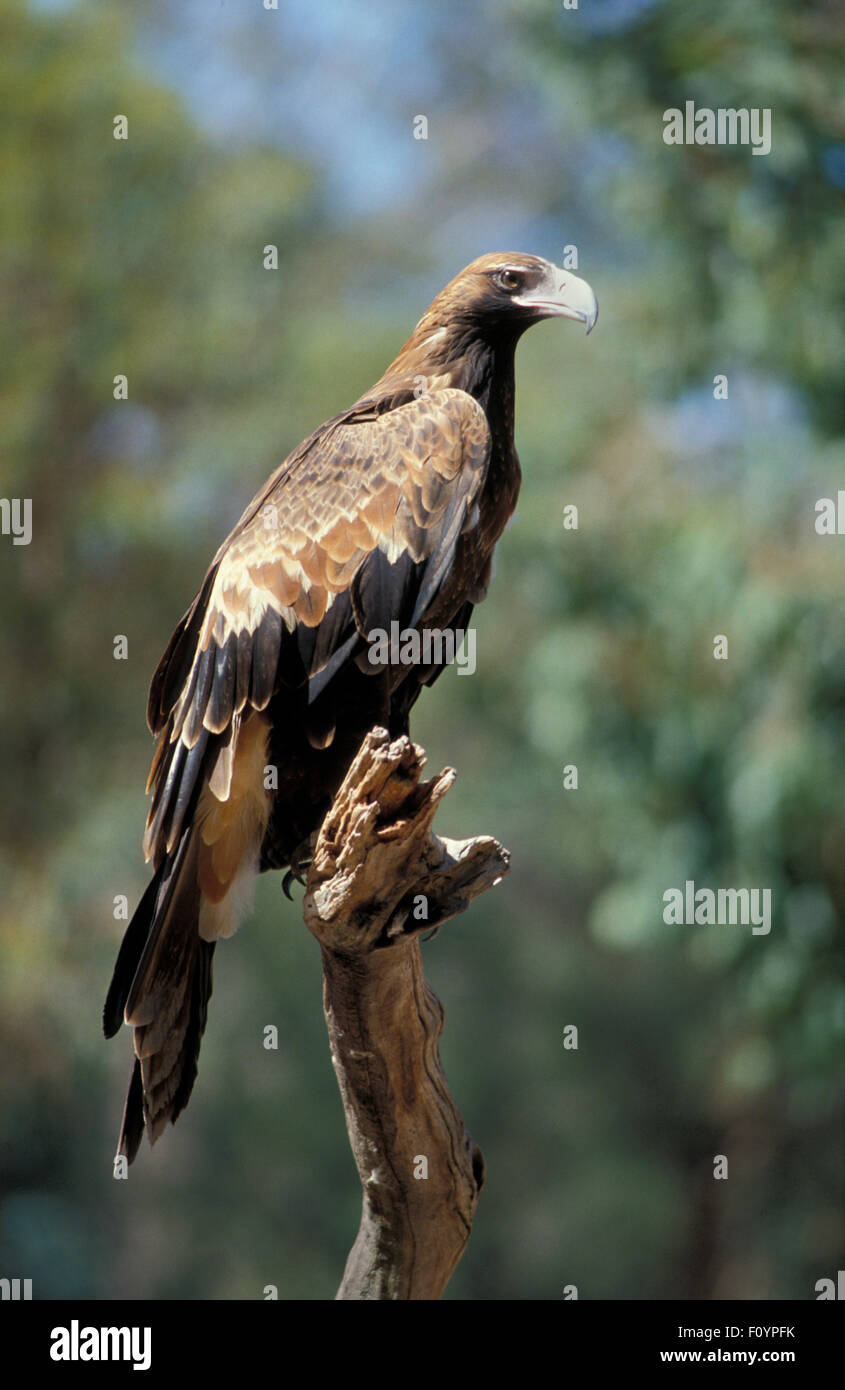 Australian Wedge-tailed eagle (Aquila audax) perched on tree branch, Western Australia. Stock Photo