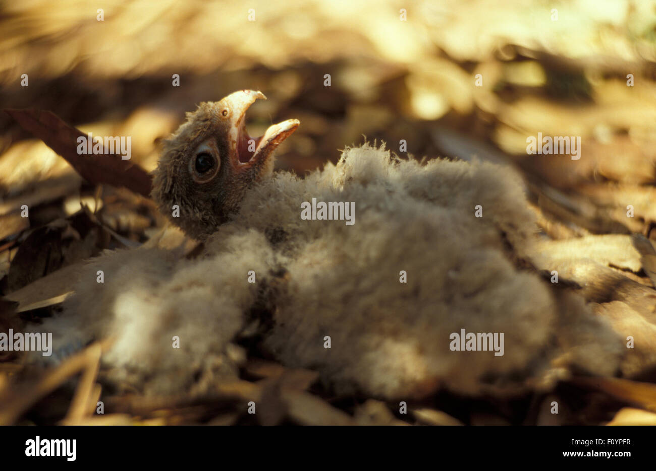 WEDGE-TAILED EAGLE CHICK (AQUILA AUDAX) AUSTRALIA Stock Photo