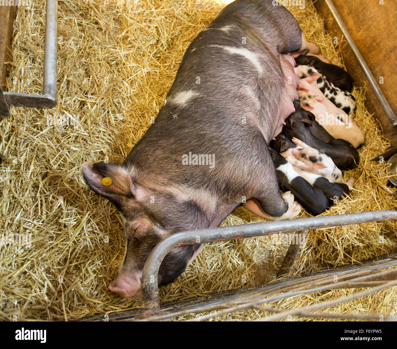 Berkshire Yorkshire X sow resting,  two week old piglets. Stock Photo
