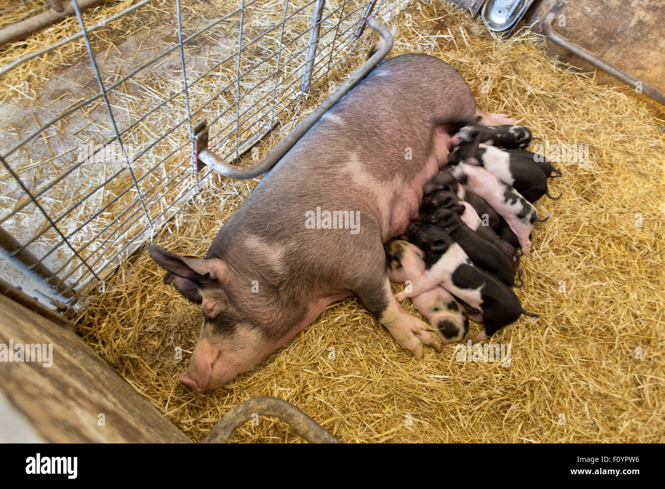 Yorkshire Berkshire X sow, two week old piglets sleeping. Stock Photo