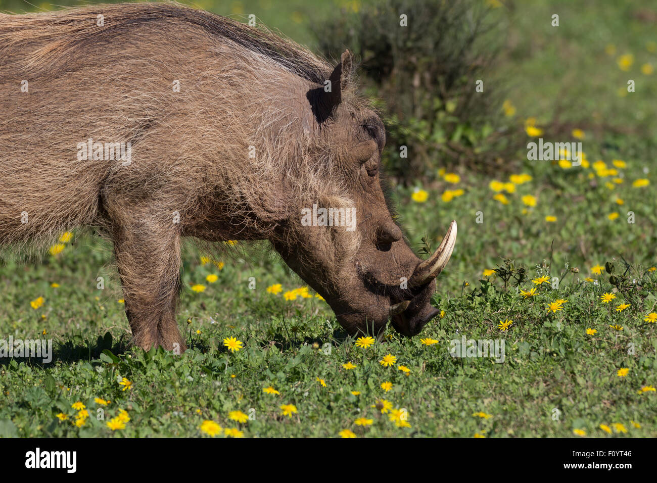 Warthog feeding on buttercups Stock Photo Alamy