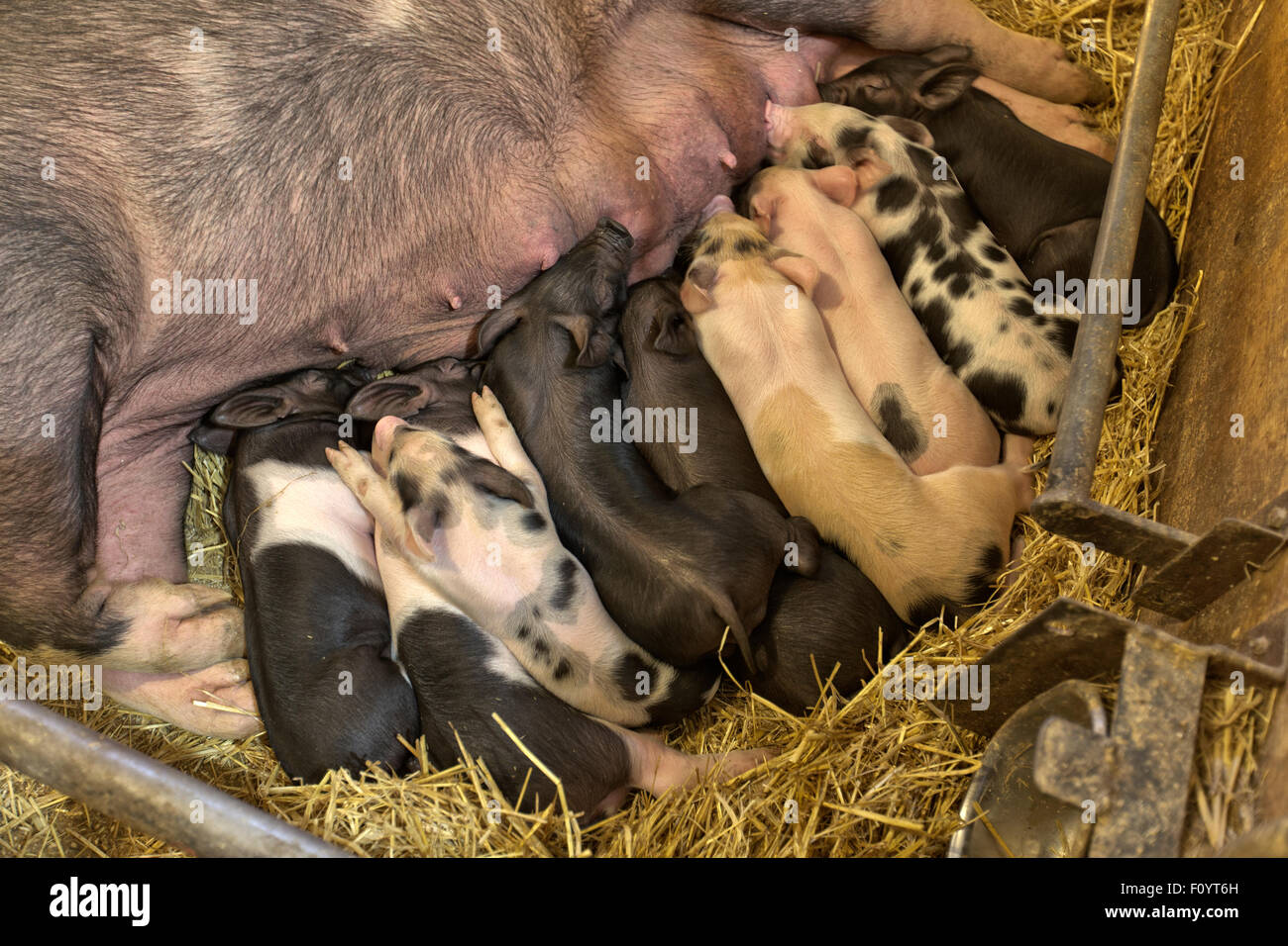 Berkshire Yorkshire X,  2 week old piglets sleeping straw-bedded pen. Stock Photo