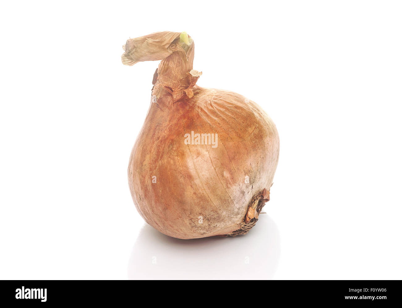 Brown onion peel hi-res stock photography and images - Alamy