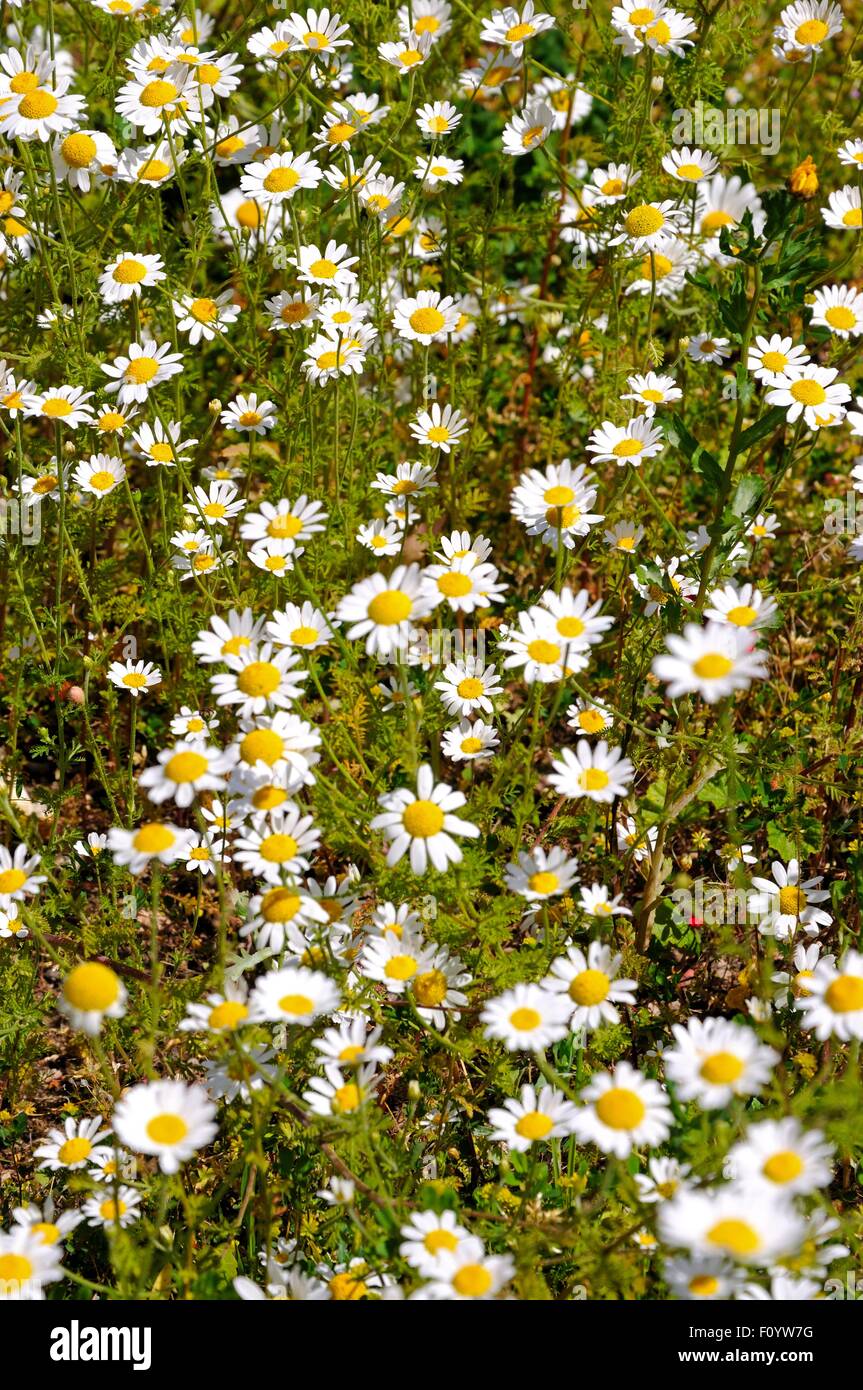 White daisies with yellow centres nature background. Stock Photo