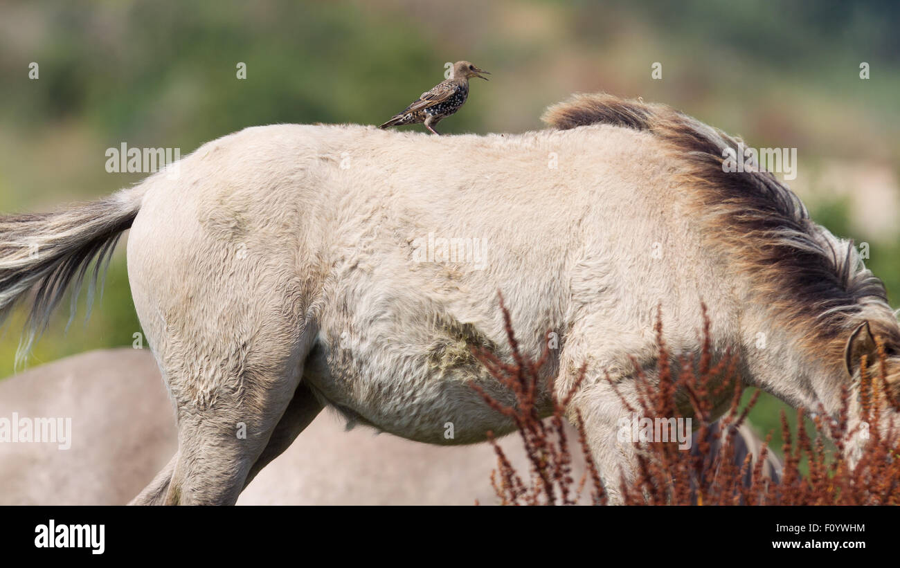 Bird on horse hi-res stock photography and images - Alamy