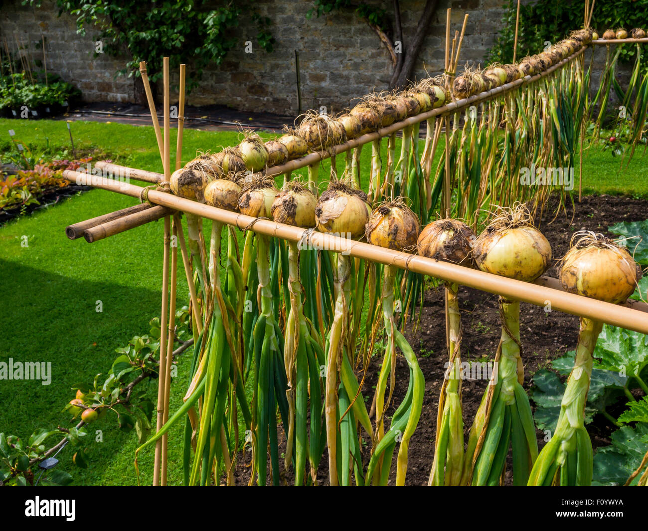 Onion Setts Sturon Organic set to dry on canes with espalier apple hedge  in the garden centre at Eggleston Hall County Durham Stock Photo