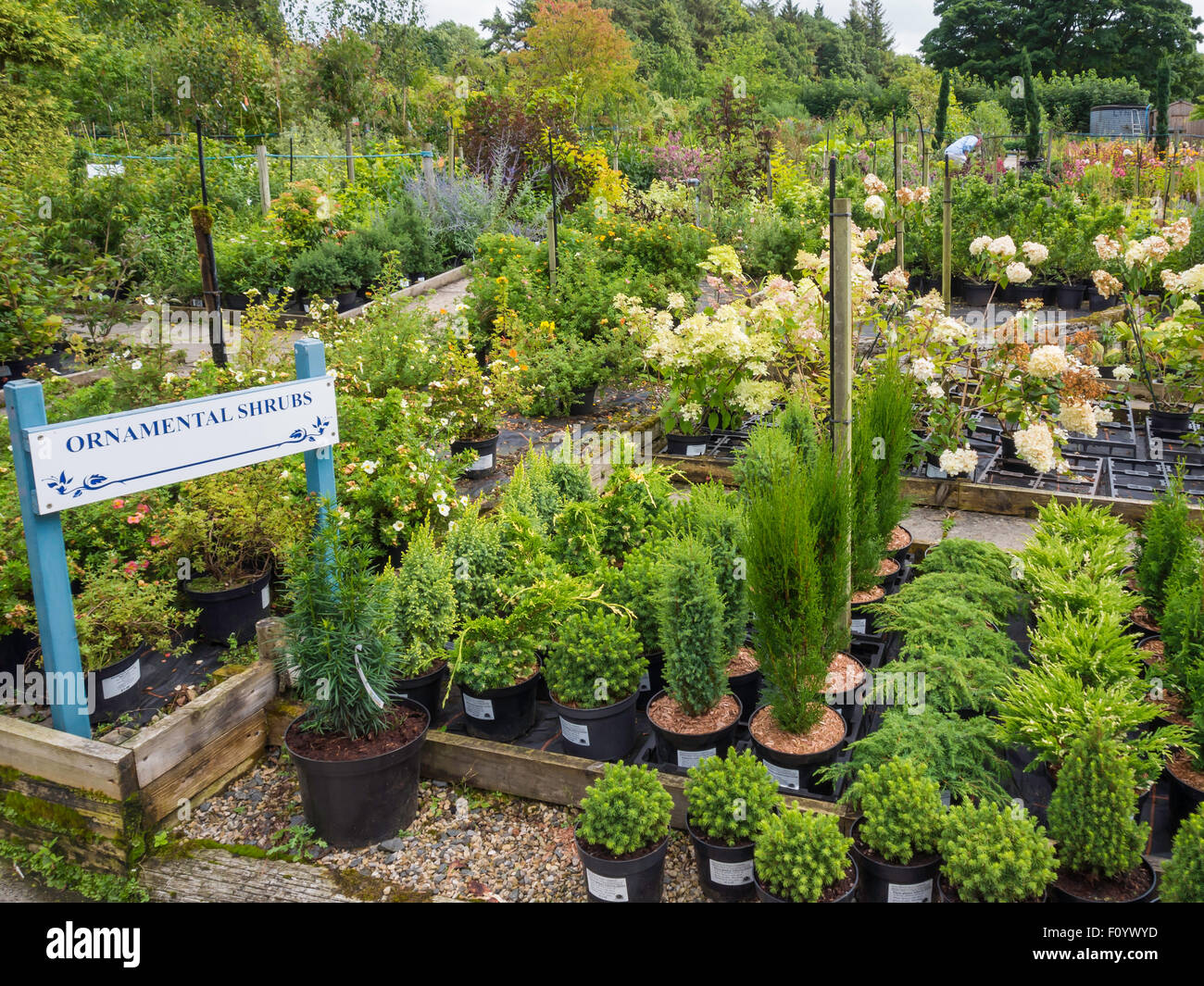 A display of Ornamental Shrubs for sale at in the garden centre at