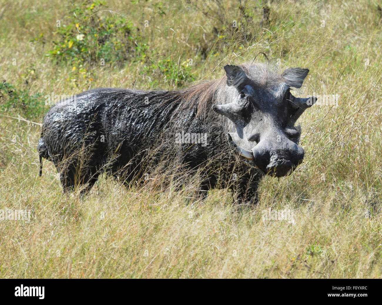 Old warthog with one tusk. Stock Photo