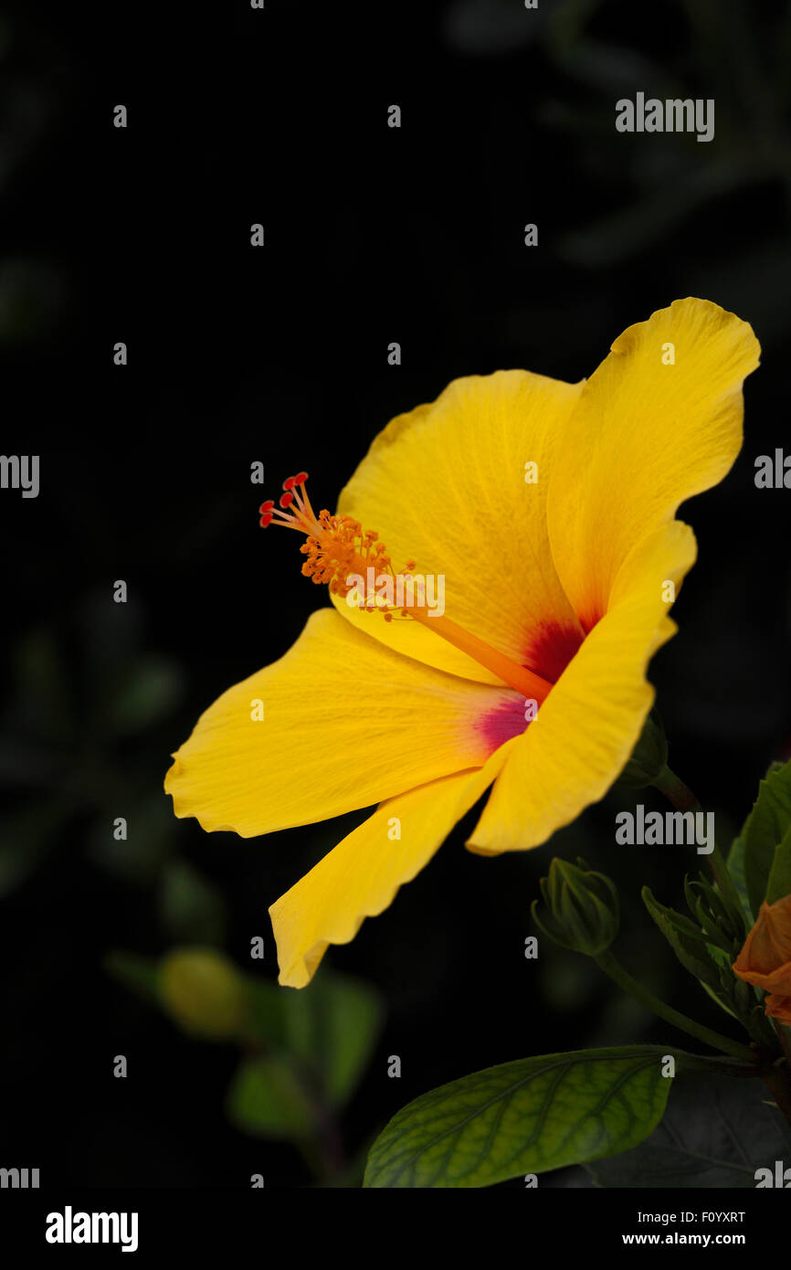 Yellow hibiscus red center hires stock photography and images Alamy