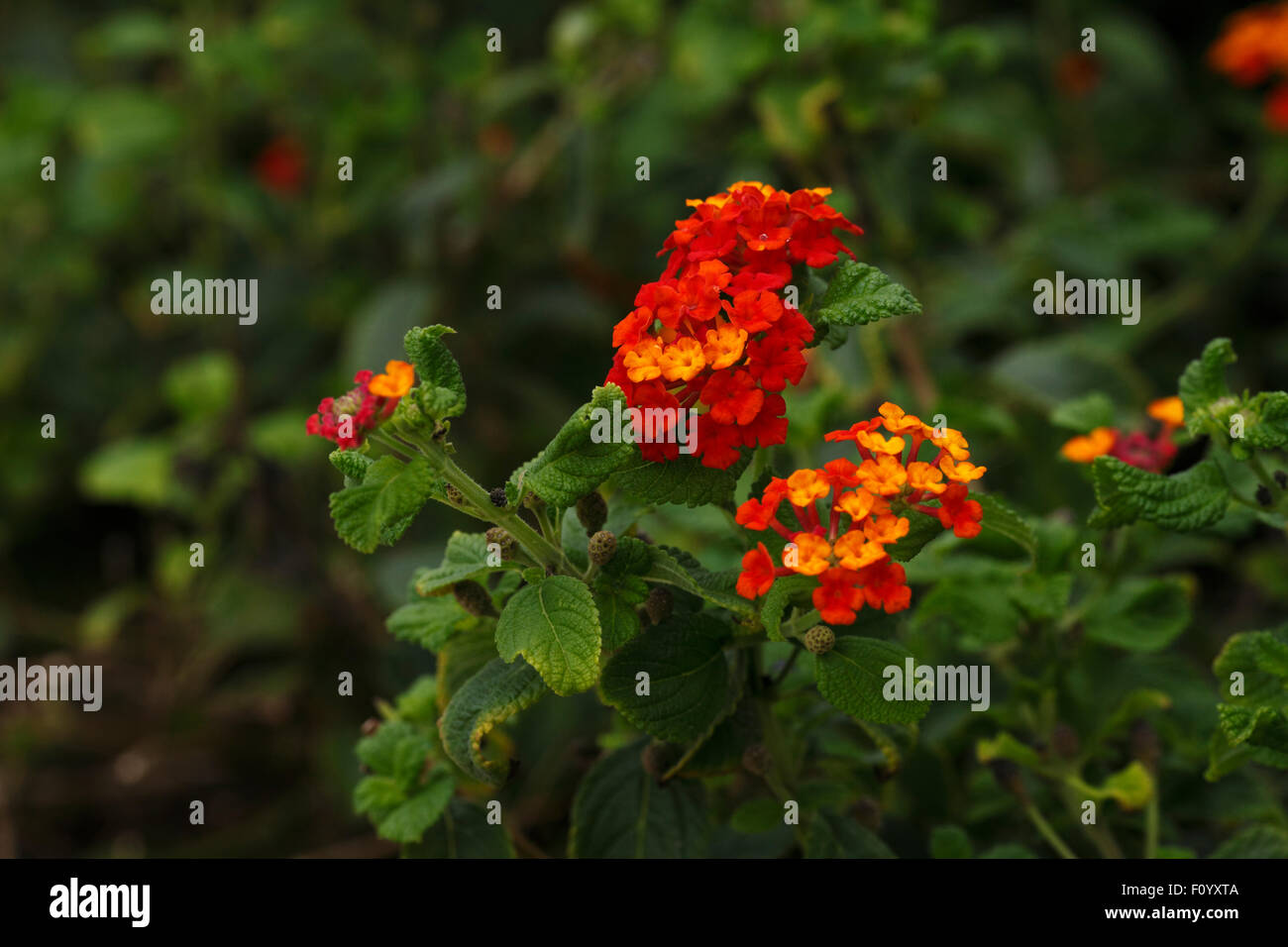 Flowers of Lantana camara. Stock Photo
