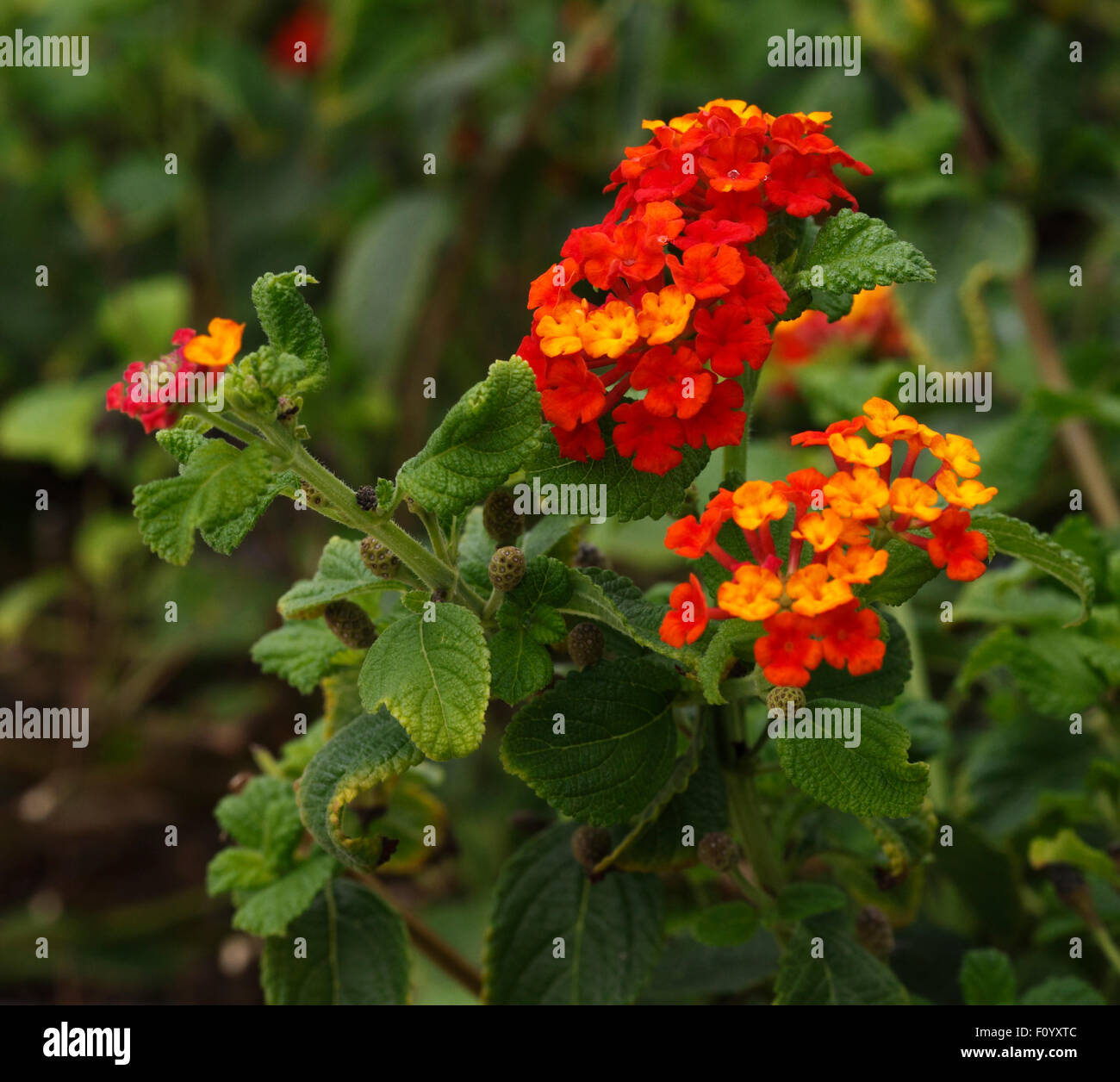 Flowers of Lantana camara. Stock Photo