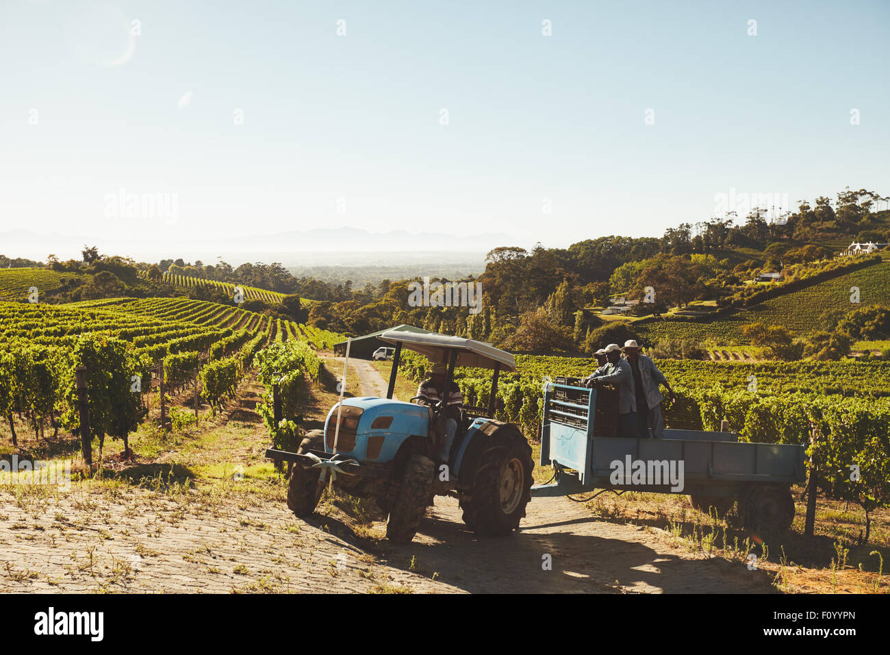 Vineyard workers transporting fresh harvest to wine factory through a tractor trailer. Grape picker truck transporting grapes fr Stock Photo