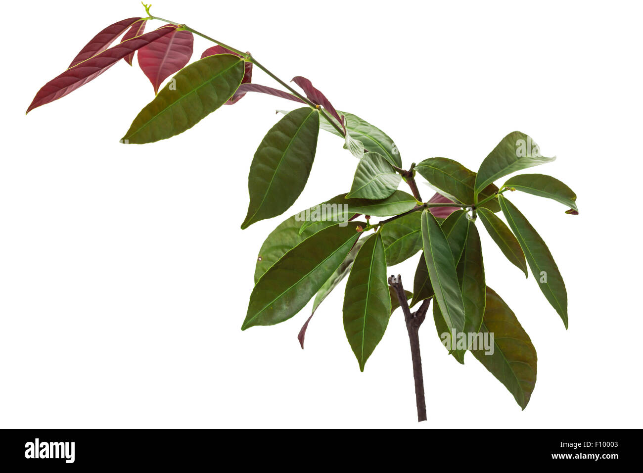 'Chinese Croton' or 'Excoecaria cochinchinensis Lour' (scientic names), isolated on white background and clipping path Stock Photo