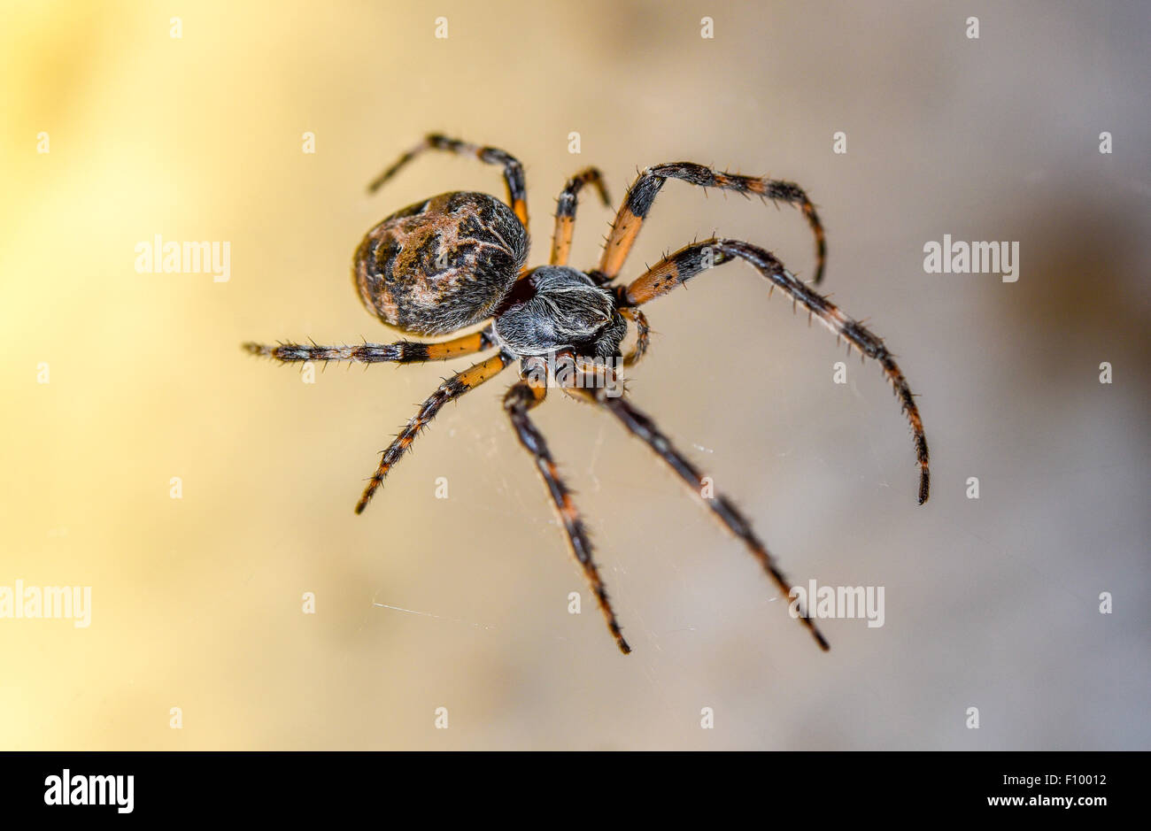 Oak spider (Aculepeira ceropegia, syn. Araneus ceropegia), female, Schleswig-Holstein, Germany Stock Photo