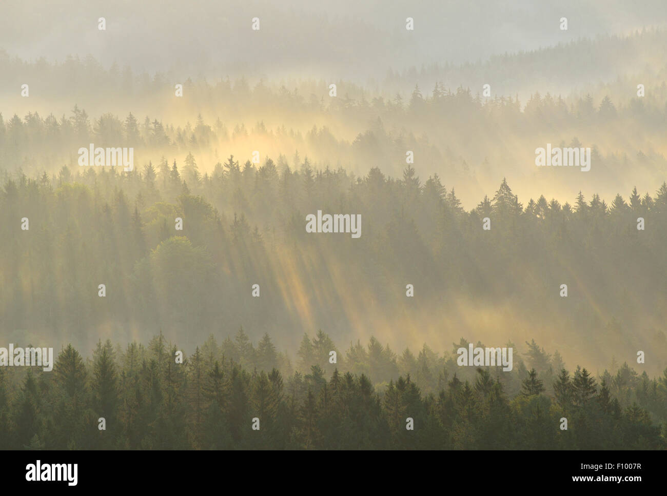 Morning Rising Mist Mist rising from forest hi-res stock photography and images - Alamy