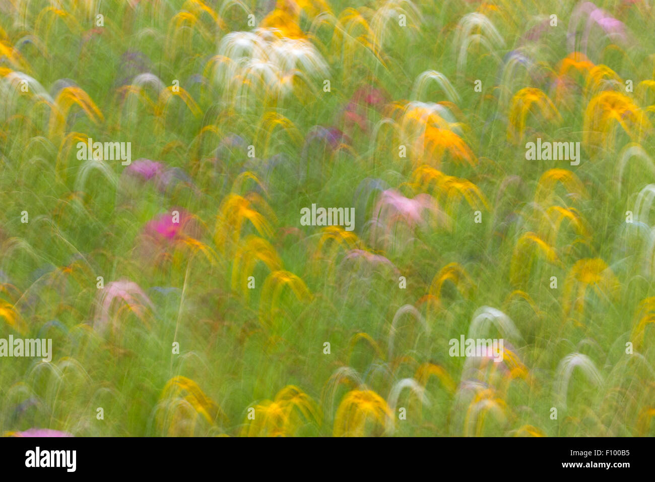 Summer meadow, flower meadow, abstract image Stock Photo