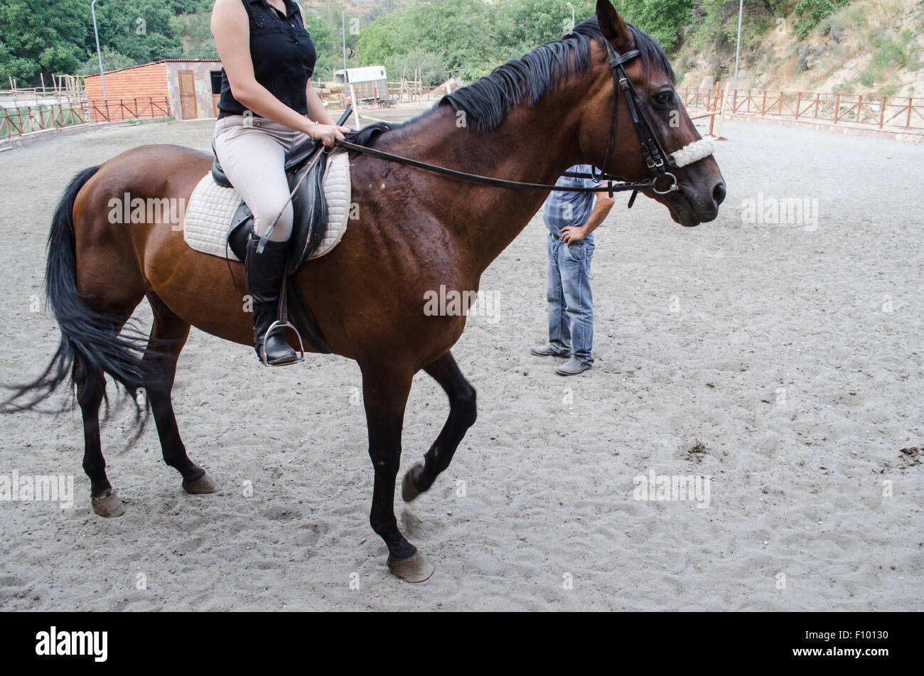 Dark bay horse before the training Stock Photo Alamy