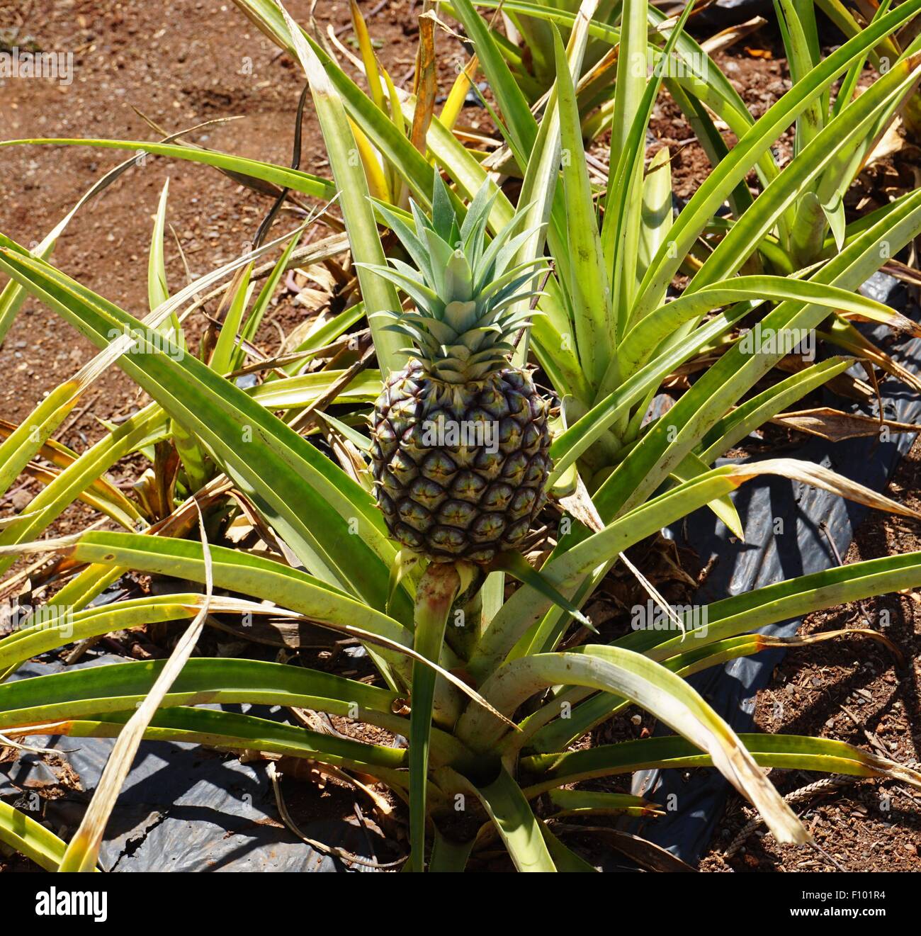 Pineapple Field Oahu Hawaii Paradise Stock Photo 86667928 Alamy
